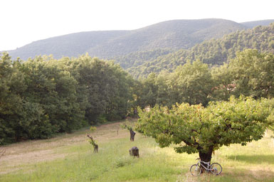The cherry orchard outside Taylor’s villa near Lourmarin in the South of France region and the white bicycle that inspired the title of the book