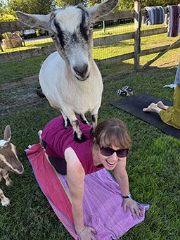 Bev doing yoga with goat Maybeline on her back