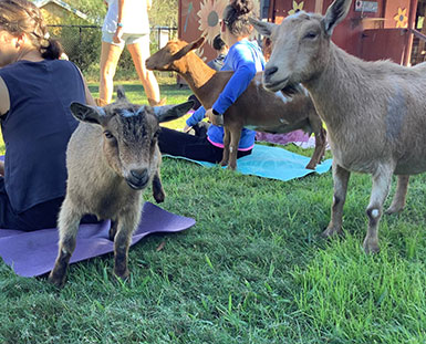 goats with people sitting on yoga mats