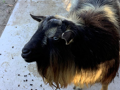 close up of a goat