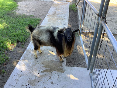 a goat standing beside a gate