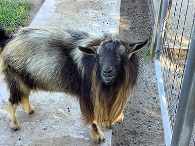 a closer view of the goat standing beside a gate