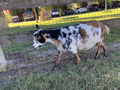 a goat walking beside a fence