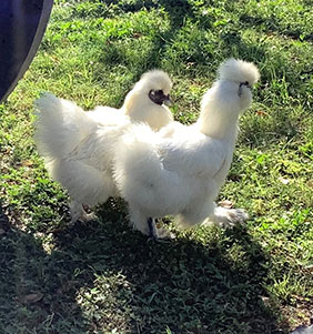 two white chickens in the sun