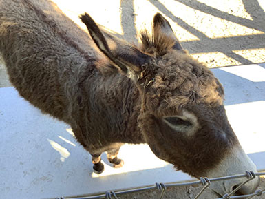close up of a donkey