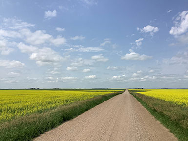 view down a prairie dirt road