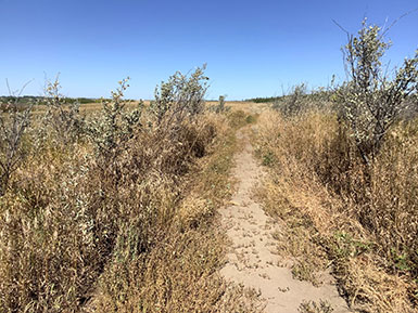 a dirt path through brush