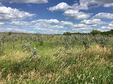 grassy pasture