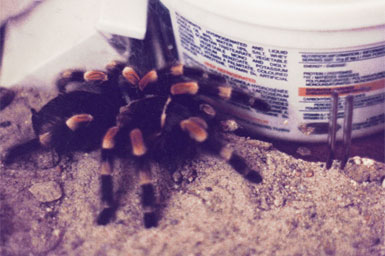 Bev's pet tarantula