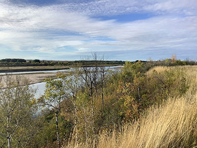 a view of a river beyond grasses and trees on the bank